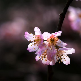 樱桃花开山雨红