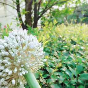 阳光下的那抹花香！