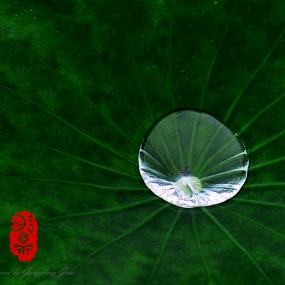 荷叶罗裙一色裁