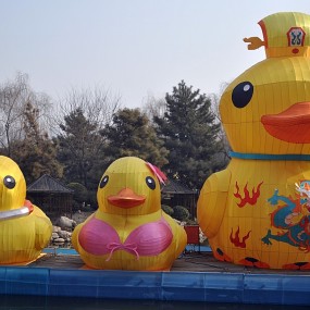 红灯笼伴随黄小鸭