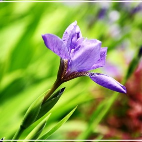 是鸢尾花还是马兰花