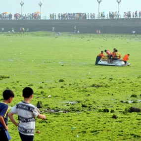 青岛海滩变“浒苔草原”