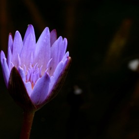 紫色印象  睡莲