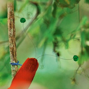 新几内亚天堂鸟王