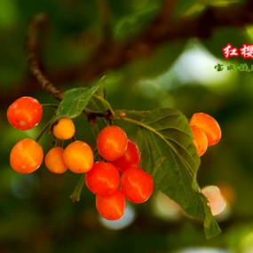 红樱桃