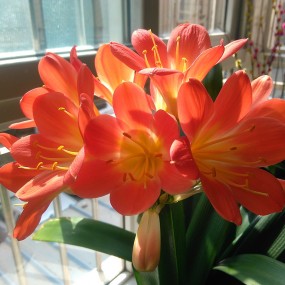 【光影绘画】君子兰（手机版）