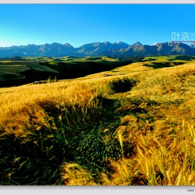 新疆江布拉克几张