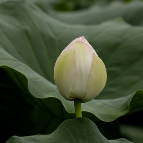 秋风荷语稻花香