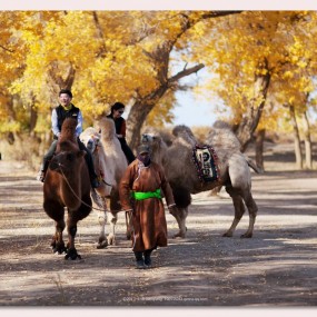 《金秋额济纳旗》