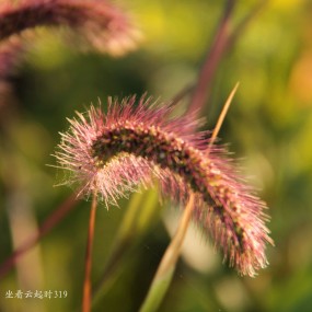 秋日里的狗尾草