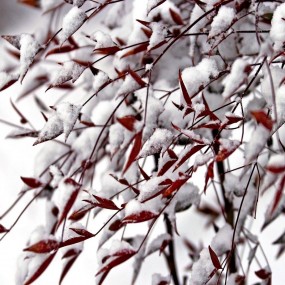 久违的春雪带来了一份好心情