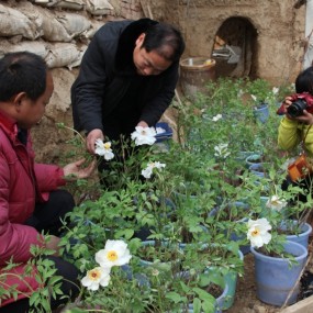 　   春节大荔冯村镇千盆反季节牡丹竞相开放