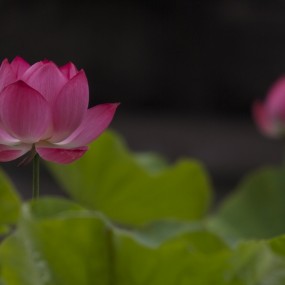 莲湖公园-----荷花