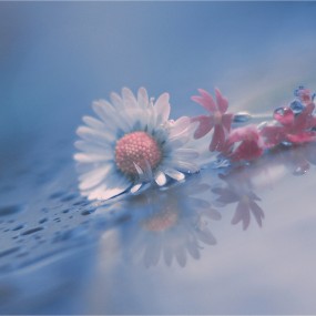 如何用手机拍好花卉照片