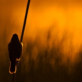 Dare Turnsek 风光摄影作品（一）