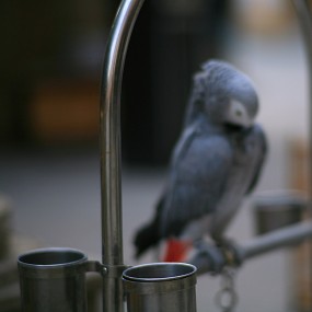 和大鹦鹉的对话——