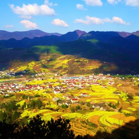 镇巴渔渡油菜花