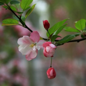 海棠花开三月天