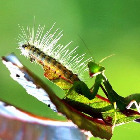螳螂与毛毛虫