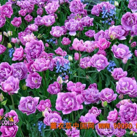 西安最大天香薰衣草艺术庄园