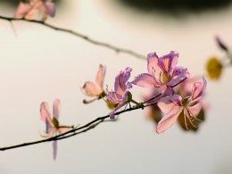 黄昏拍的一组紫荆花