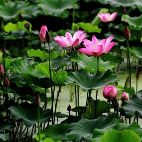 出污泥而不染二