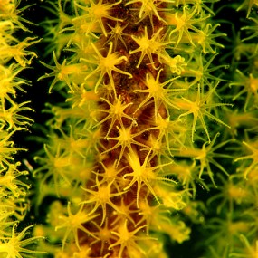 蓝碧海底微距世界（七）