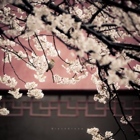 原组图名~春雨~~