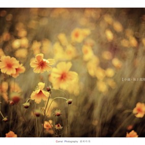 《小满·陌上花开》