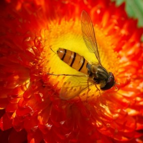 朗玛珠旺老师镜头里的花卉