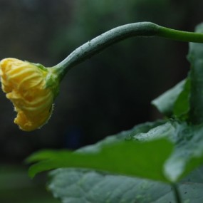 原生态，秋天里的小丝瓜