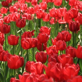 百花争艳《三》郁金香