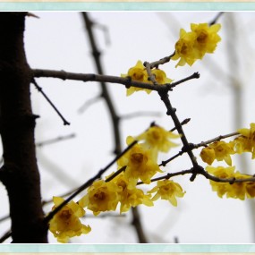 也拍腊梅花（一）