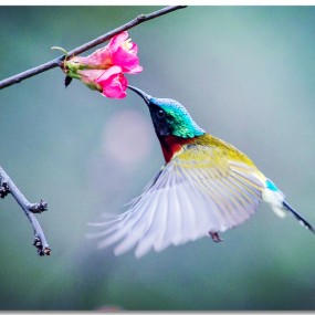 太阳鸟:朋友拍的嫌不好 我捡来发