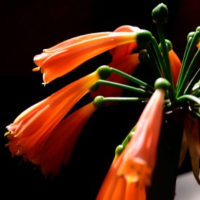 尊贵高雅----君子兰