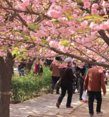 摩肩接踵观樱花