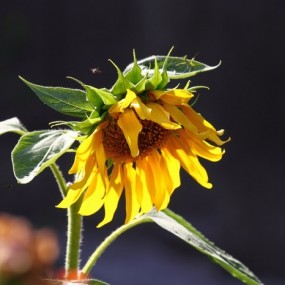 我也学学沅溪，拍合欢去。还有养护它们的工人