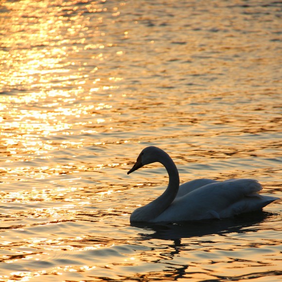 世园会参赛作品