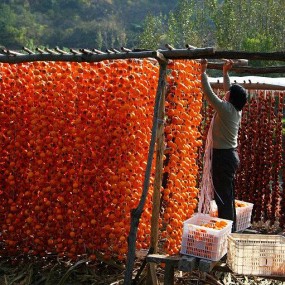 又到青州柿子红
