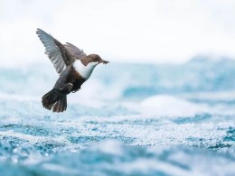 2018欧洲野外生态摄影师大赛获奖作品