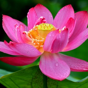 『细雨软风，“荷”其自然』