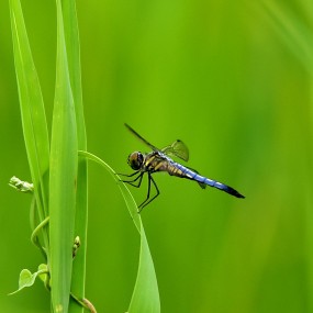 虽然我不美丽、但我很漂亮
