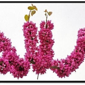 《我的“国画”摄影------春来了》