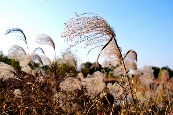 湿地公园的秋色