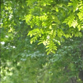 四月西安阳光如洒金