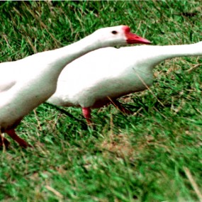 农村的鹅---大荔李世居