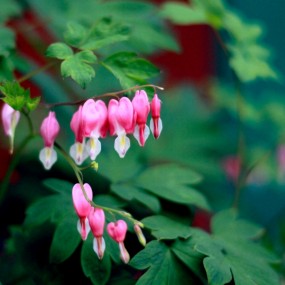 花园里的一串小花