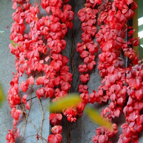 交大校园红叶（2014）