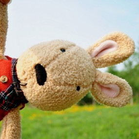 兔子的快乐生活