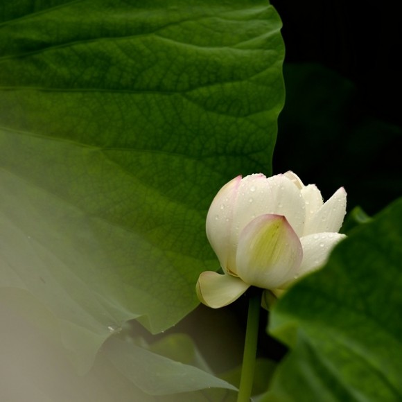雨中荷花别样美（追忆盛夏时节）
